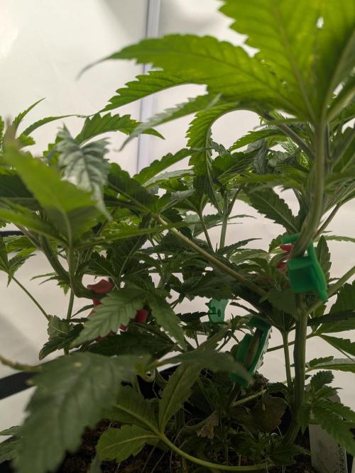 Devil Cookies One | USA Genetics 2026. Week 8