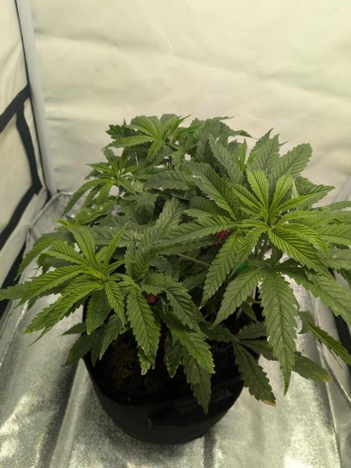 Devil Cookies One | USA Genetics 2026. Week 8
