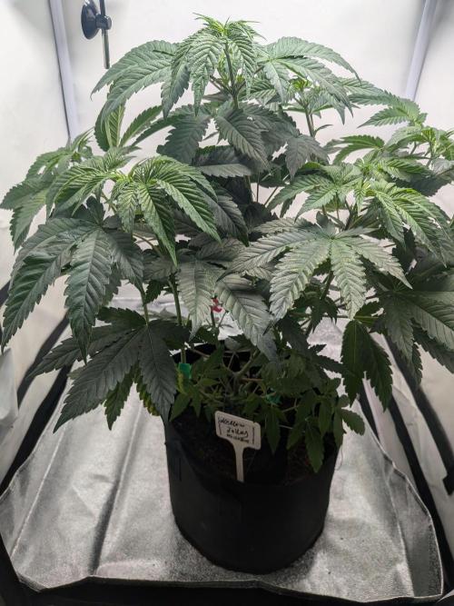 Mellow Jelly | Exclusive Zamnesia. Week 8