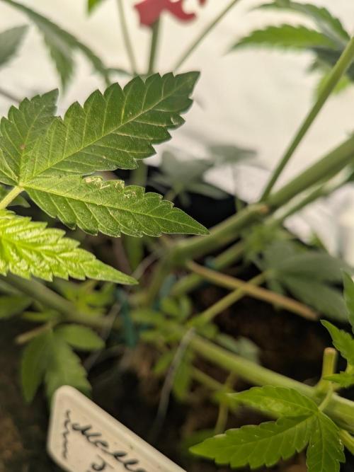 Mellow Jelly | Exclusive Zamnesia. Week 8