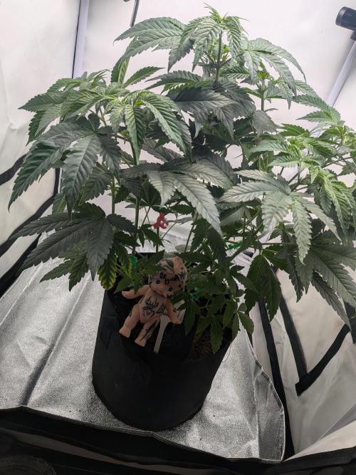 Mellow Jelly | Exclusive Zamnesia. Week 8
