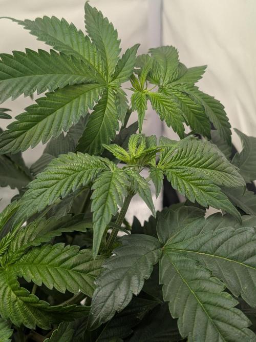 Mellow Jelly | Exclusive Zamnesia. Week 8