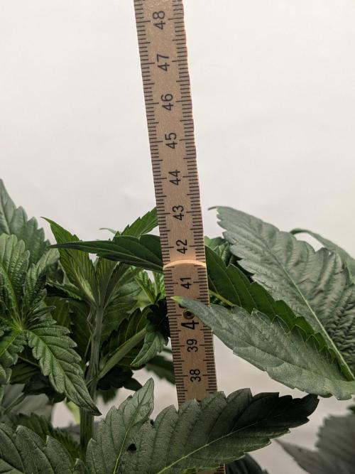 Khalifa Kush | outdoor 2026. Week 6