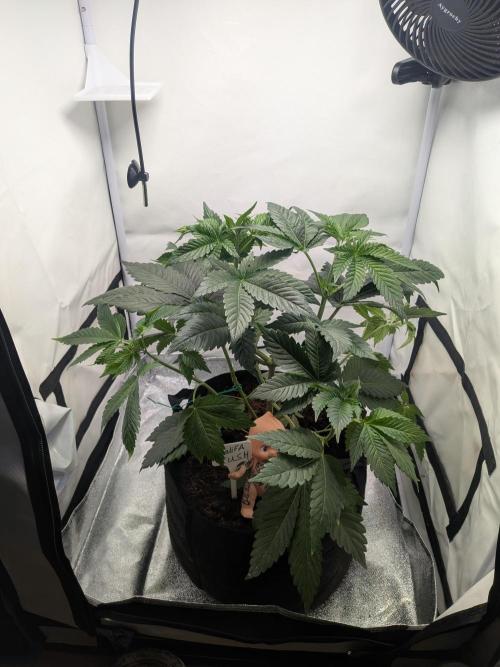 Khalifa Kush | outdoor 2026. Week 6