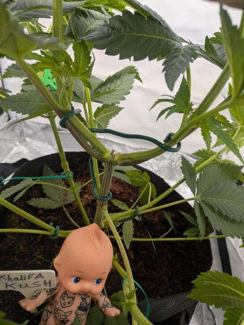 Khalifa Kush | outdoor 2026. Week 6