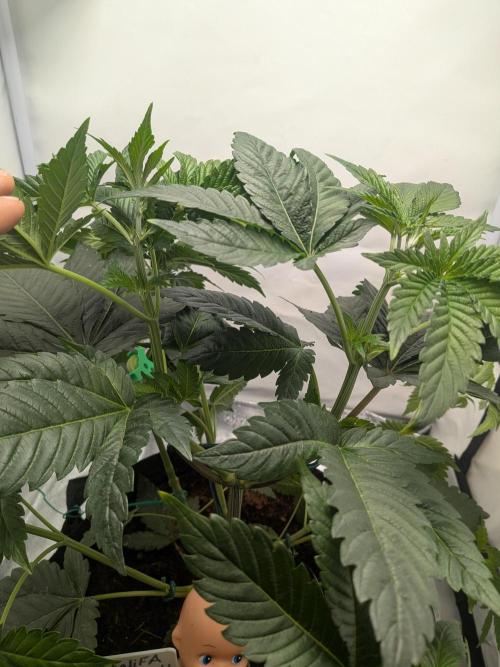Khalifa Kush | outdoor 2026. Week 6