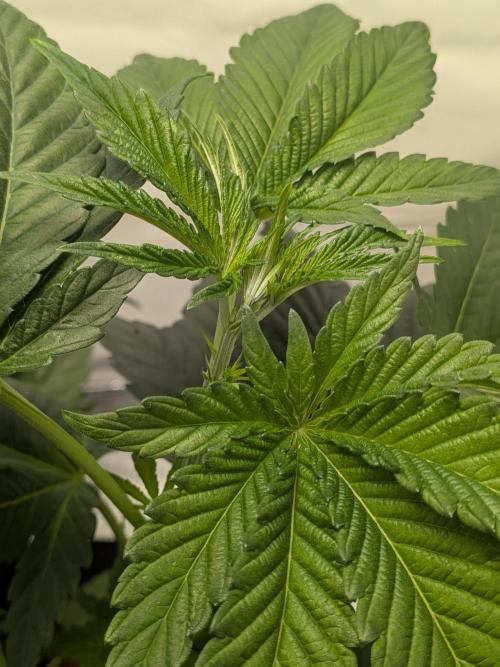 Khalifa Kush | outdoor 2026. Week 6