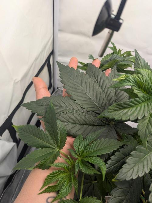 Khalifa Kush | outdoor 2026. Week 6