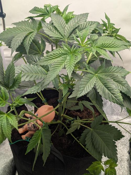 Khalifa Kush | outdoor 2026. Week 6