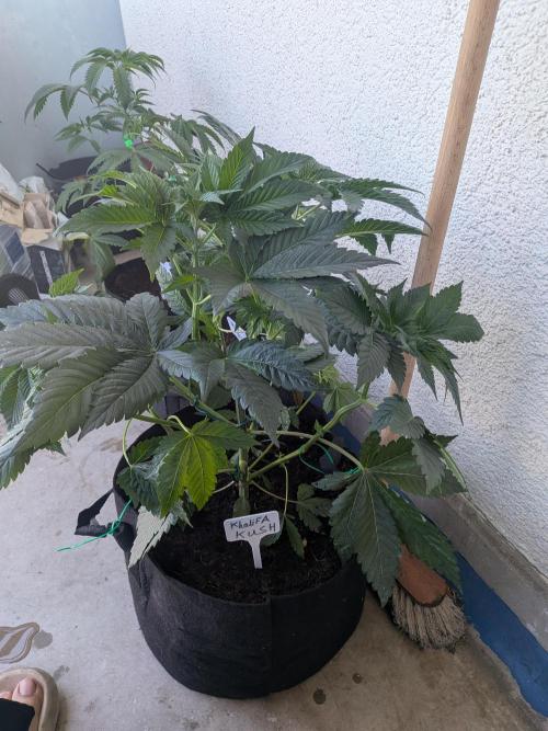 Khalifa Kush | outdoor 2026. Week 6