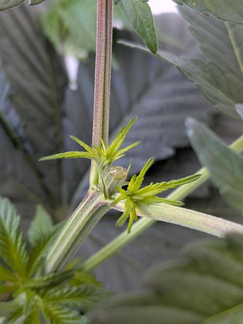 Khalifa Kush | outdoor 2026. Week 6