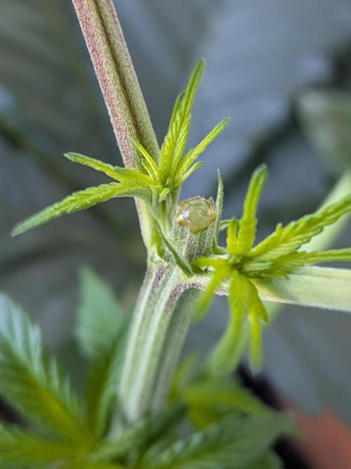 Khalifa Kush | outdoor 2026. Week 6