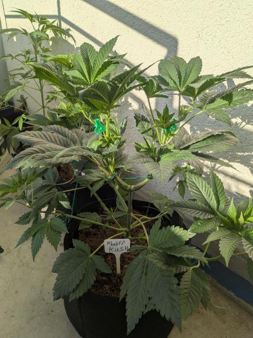 Khalifa Kush | outdoor 2026. Week 6