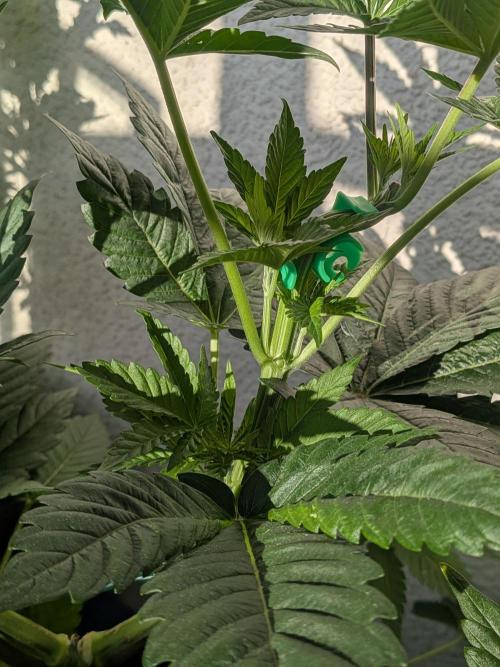 Khalifa Kush | outdoor 2026. Week 6