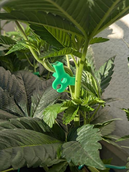 Khalifa Kush | outdoor 2026. Week 6