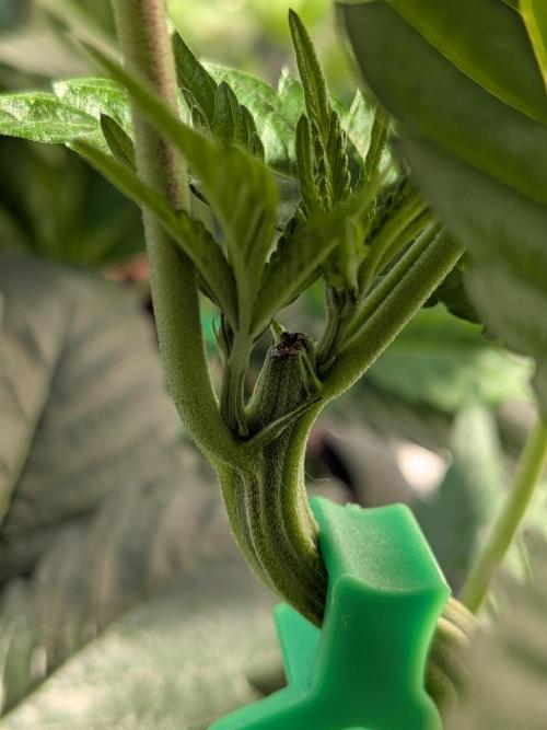 Khalifa Kush | outdoor 2026. Week 6