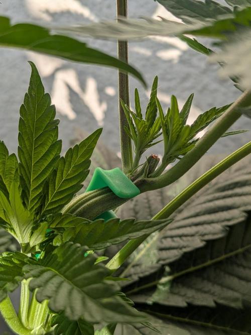 Khalifa Kush | outdoor 2026. Week 6