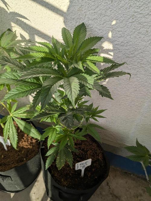 RS11(B) | GanjaFarmer. Week 5