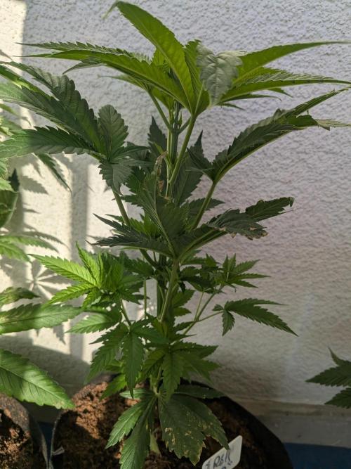 RS11(B) | GanjaFarmer. Week 5