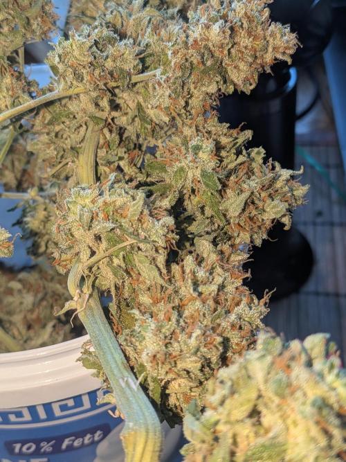 Sticky broccoli  🥦 Eternity Cup 2026. Week 16