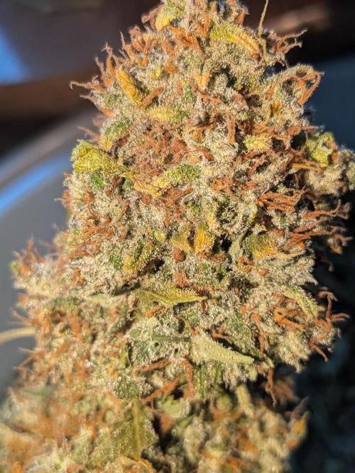 Sticky broccoli  🥦 Eternity Cup 2026. Week 16