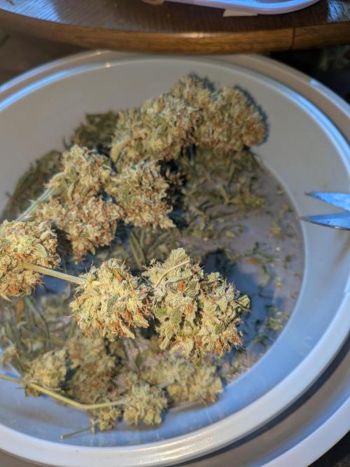 Sticky broccoli  🥦 Eternity Cup 2026. Week 16