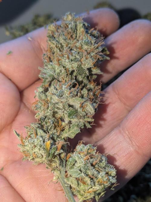 Sticky broccoli  🥦 Eternity Cup 2026. Week 16