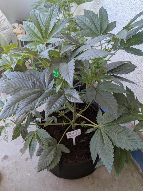 Khalifa Kush | outdoor 2026. Week 7