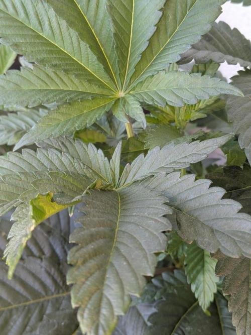 Khalifa Kush | outdoor 2026. Week 7