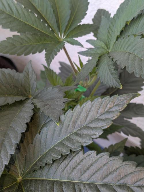 Khalifa Kush | outdoor 2026. Week 7