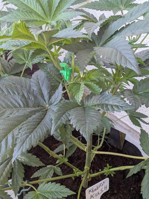 Khalifa Kush | outdoor 2026. Week 7