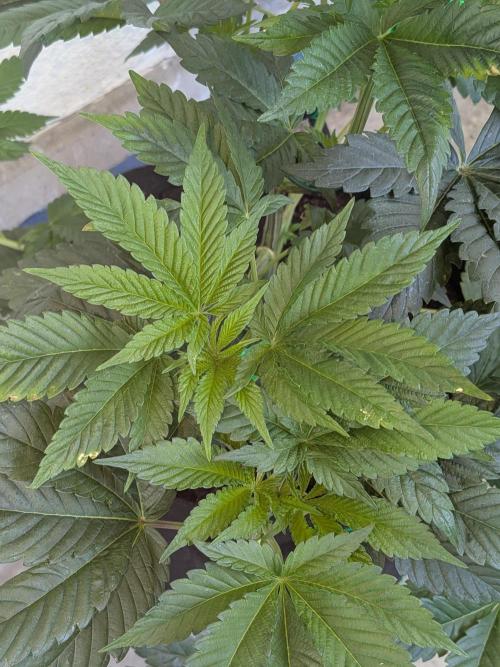 Khalifa Kush | outdoor 2026. Week 7
