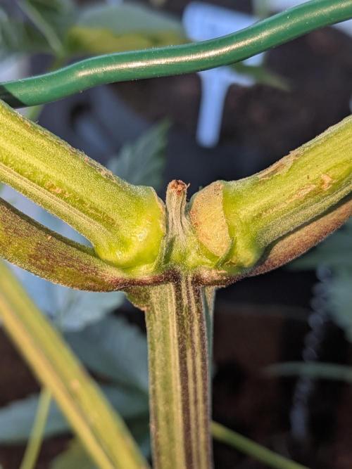 Khalifa Kush | outdoor 2026. Week 7