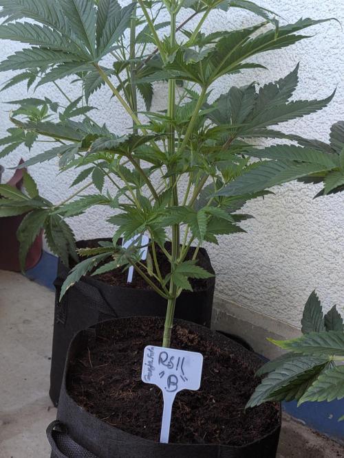 RS11(B) | GanjaFarmer. Week 6