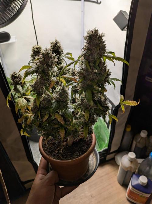 🥦Honey, I Shrunk the Broccoli! Micro. Week 14