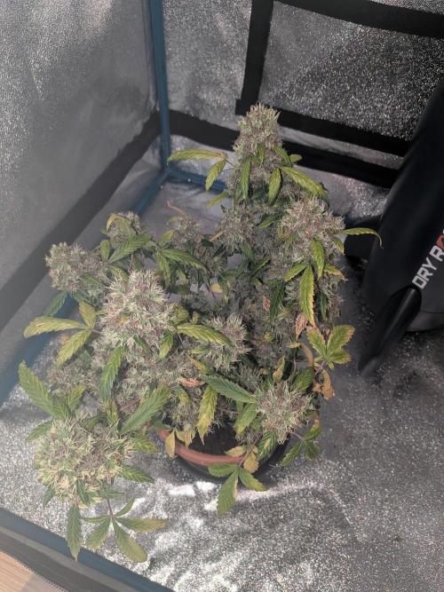 🥦Honey, I Shrunk the Broccoli! Micro. Week 14