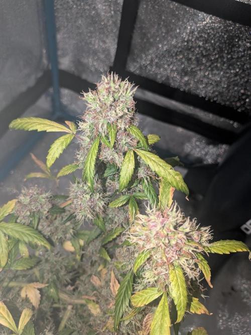 🥦Honey, I Shrunk the Broccoli! Micro. Week 14