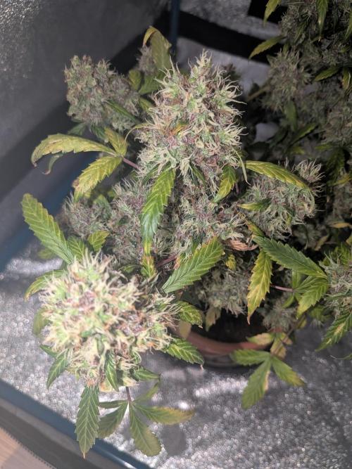 🥦Honey, I Shrunk the Broccoli! Micro. Week 14