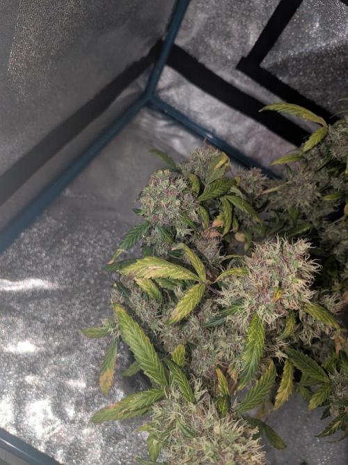 🥦Honey, I Shrunk the Broccoli! Micro. Week 14