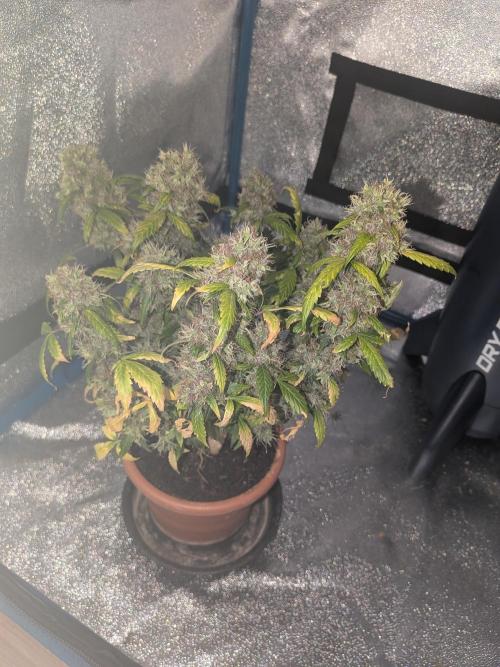 🥦Honey, I Shrunk the Broccoli! Micro. Week 14