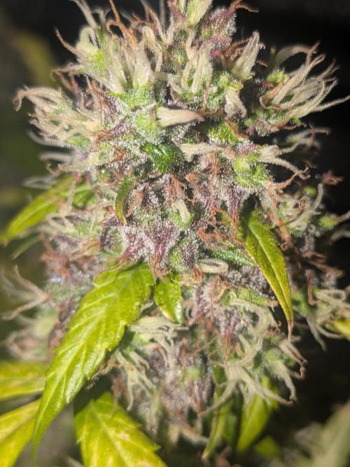 🥦Honey, I Shrunk the Broccoli! Micro. Week 14