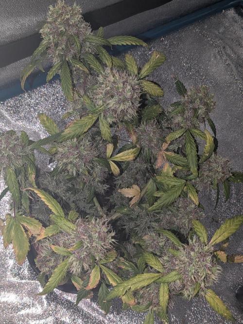 🥦Honey, I Shrunk the Broccoli! Micro. Week 14