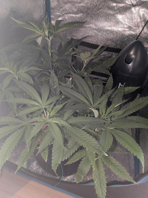 Devil Cookies One | USA Genetics 2026. Week 9