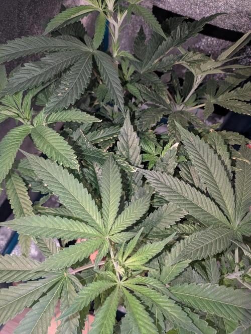 Devil Cookies One | USA Genetics 2026. Week 9