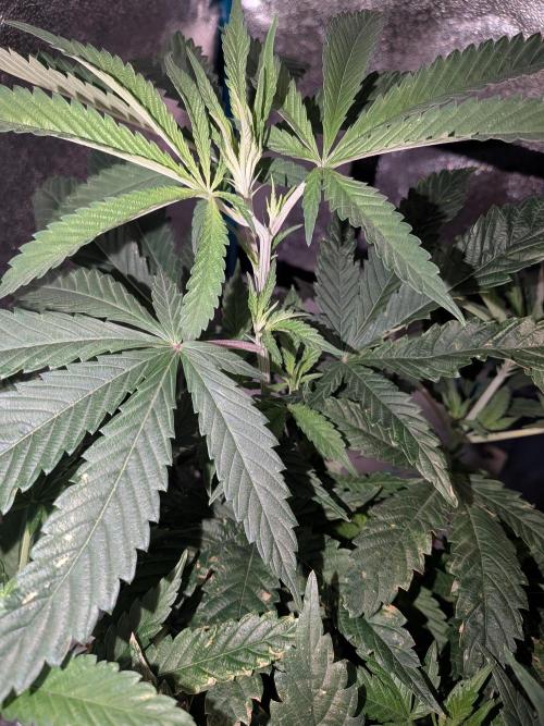 Devil Cookies One | USA Genetics 2026. Week 9