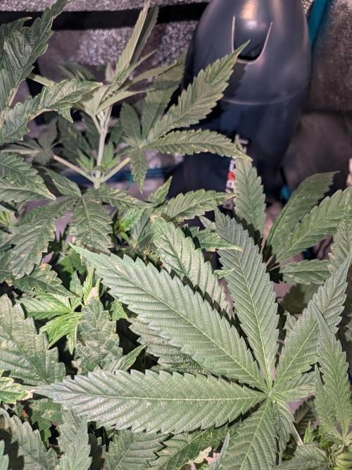 Devil Cookies One | USA Genetics 2026. Week 9
