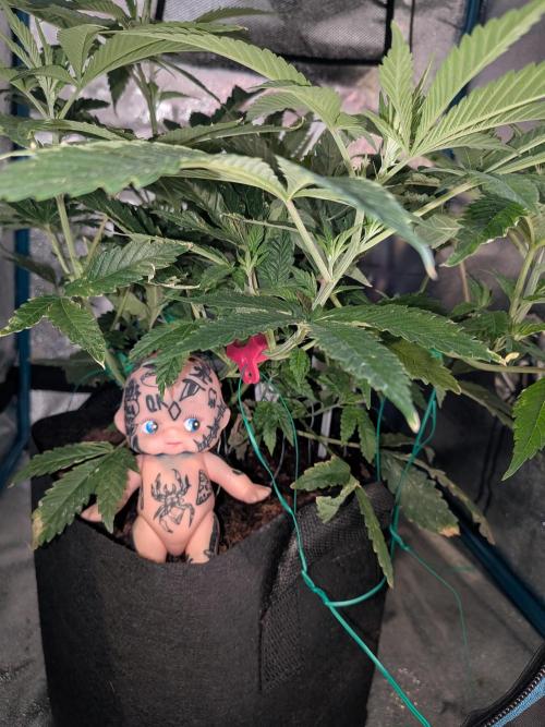 Devil Cookies One | USA Genetics 2026. Week 9