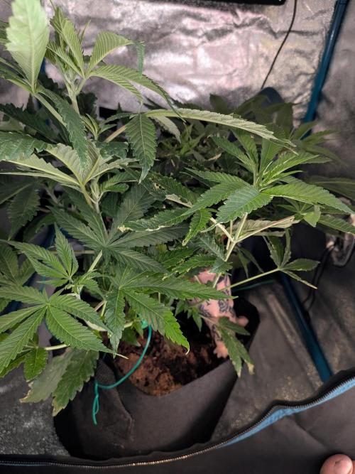 Devil Cookies One | USA Genetics 2026. Week 9