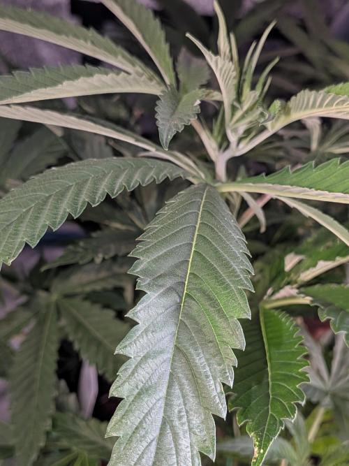 Devil Cookies One | USA Genetics 2026. Week 9