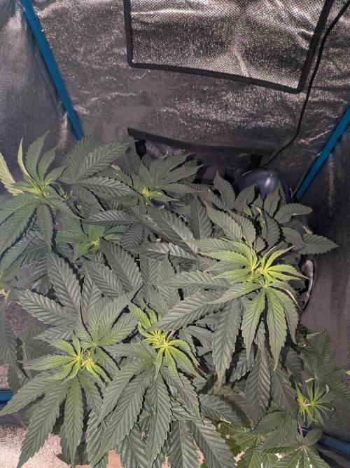 Mellow Jelly | Exclusive Zamnesia. Week 9